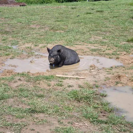 Uszate Ranczo Glamping