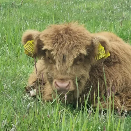 Uszate Ranczo Glamping