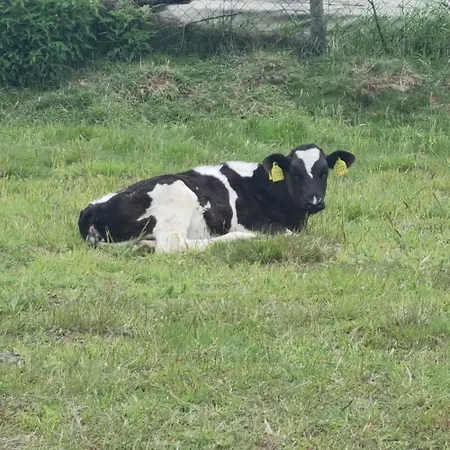 Lüks kamp alanı Uszate Ranczo Rybna (Krakow)