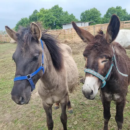 Uszate Ranczo Rybna (Krakow)