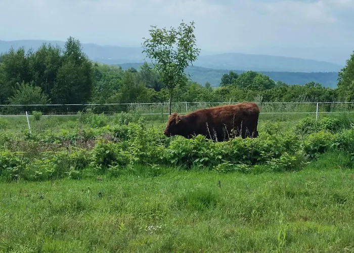 Uszate Ranczo Rybna (Krakow)