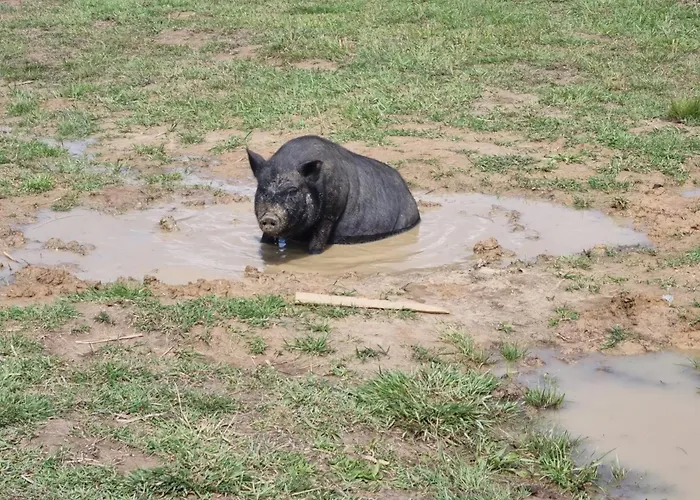 Uszate Ranczo Lüks kamp alanı