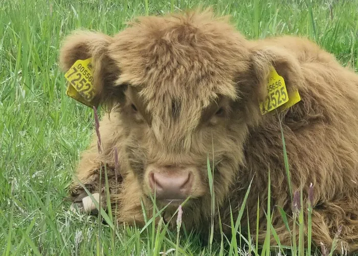 Uszate Ranczo Lüks kamp alanı