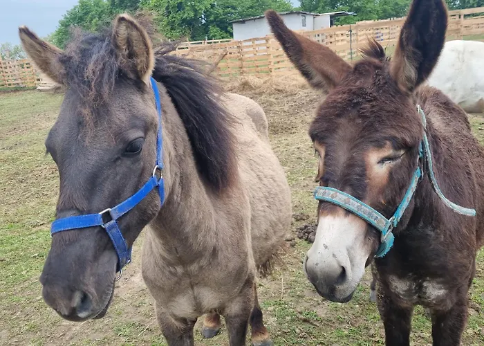 Uszate Ranczo Rybna (Krakow)